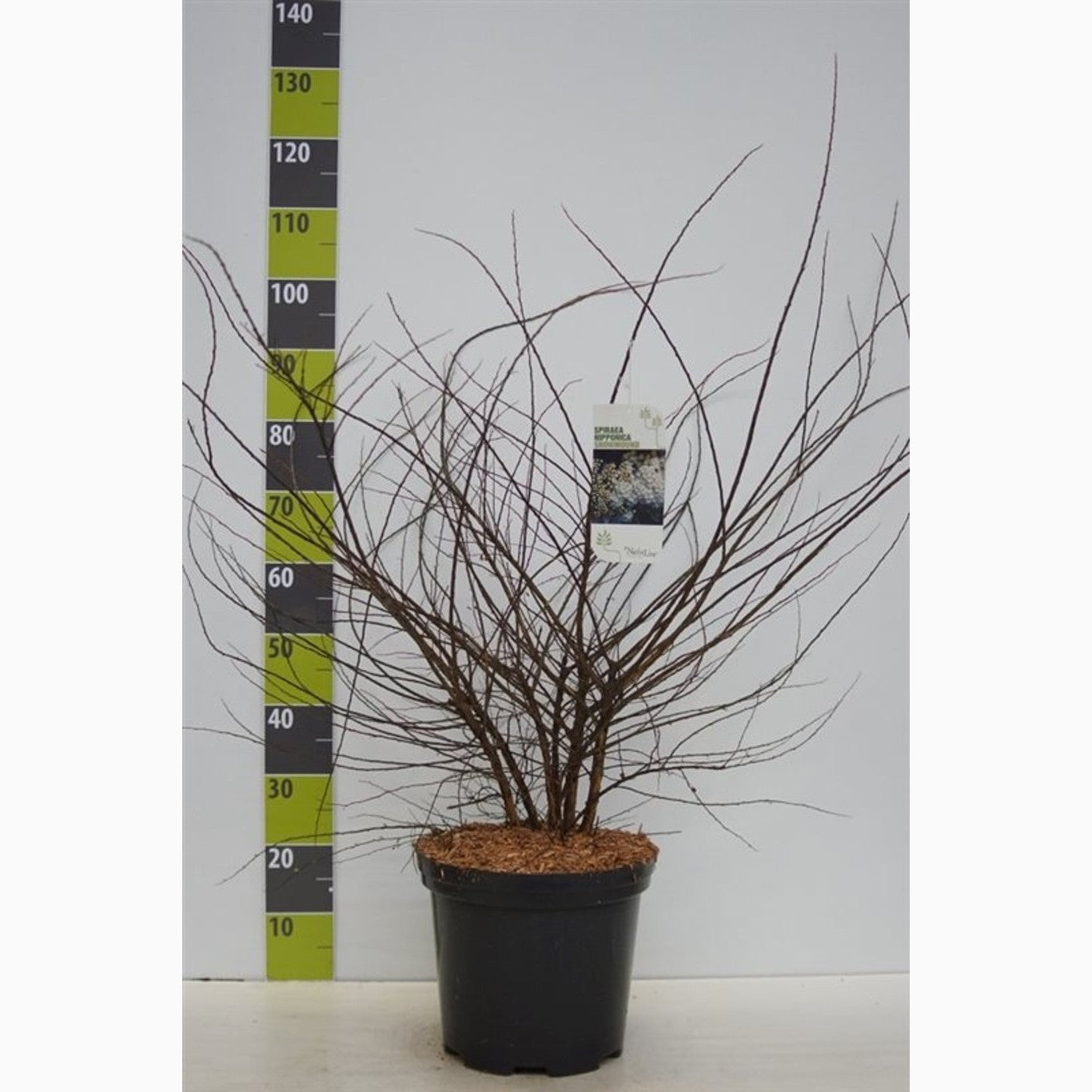 Spirea – Spiraea nipponica 'White Carpet' - C12 100-125 CM